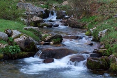arroyo ponga